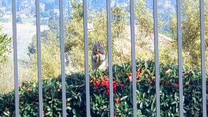 Squirrel!! by Minh Thai